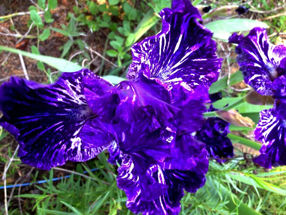 Flowers in an array of vibrant colors cover the grounds!