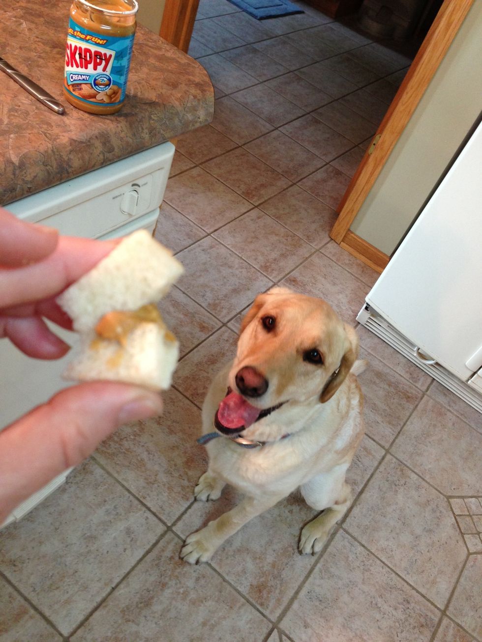 Fold bread strip, allowing peanut butter to act as a sort of "glue" with pill tucked and hidden safely inside. (Yes I do know that bread & peanut butter aren't the healthiest foods for dogs )