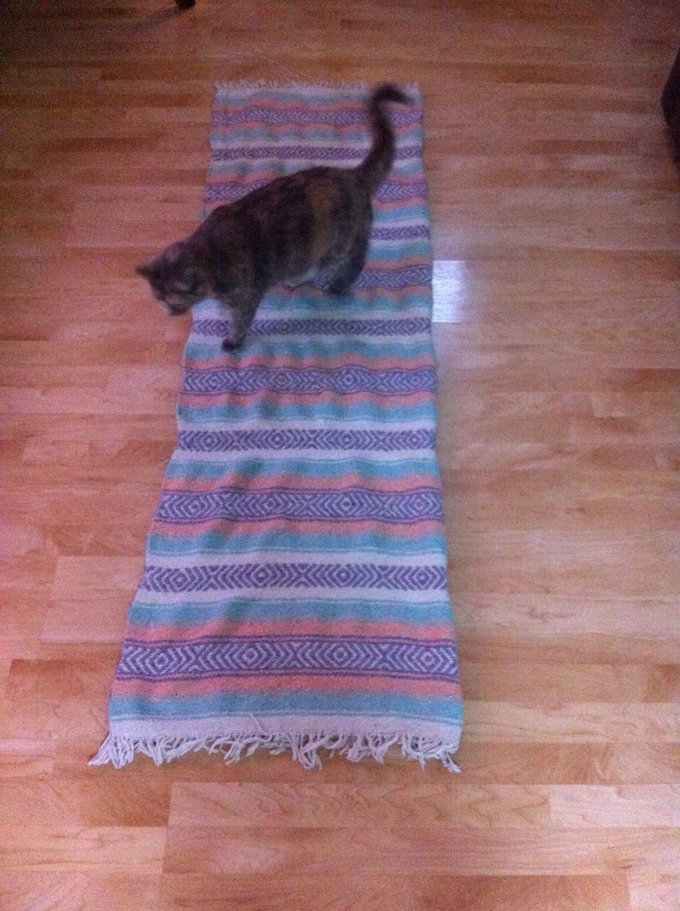 Fold in half length wise or "hot dog" (enrol a kitty to keep the blanket in place)