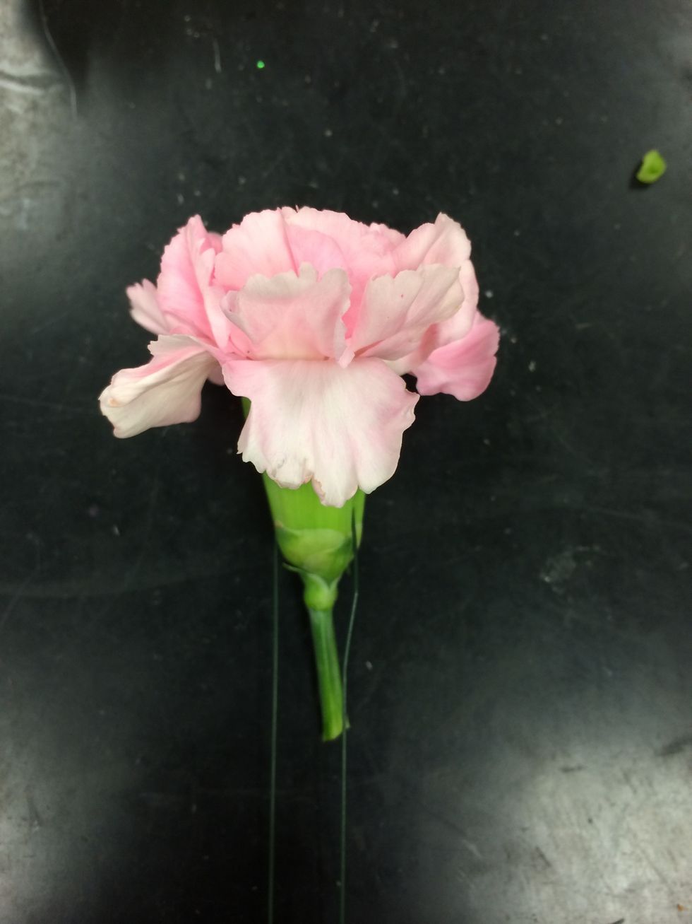 fold the wire down on both sides