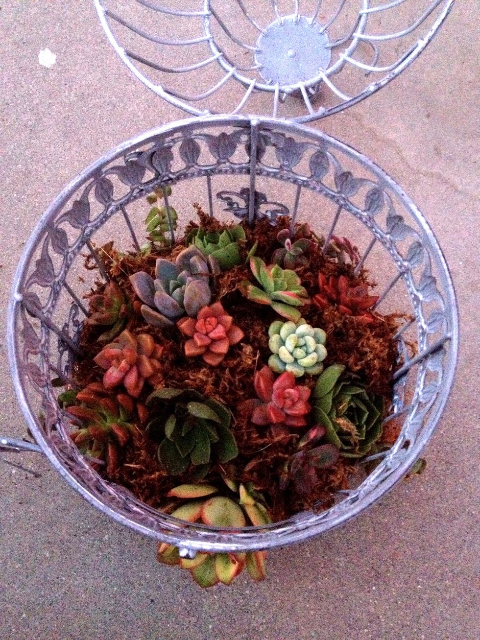 Follow with the smaller cuttings and fill gaps with moss.