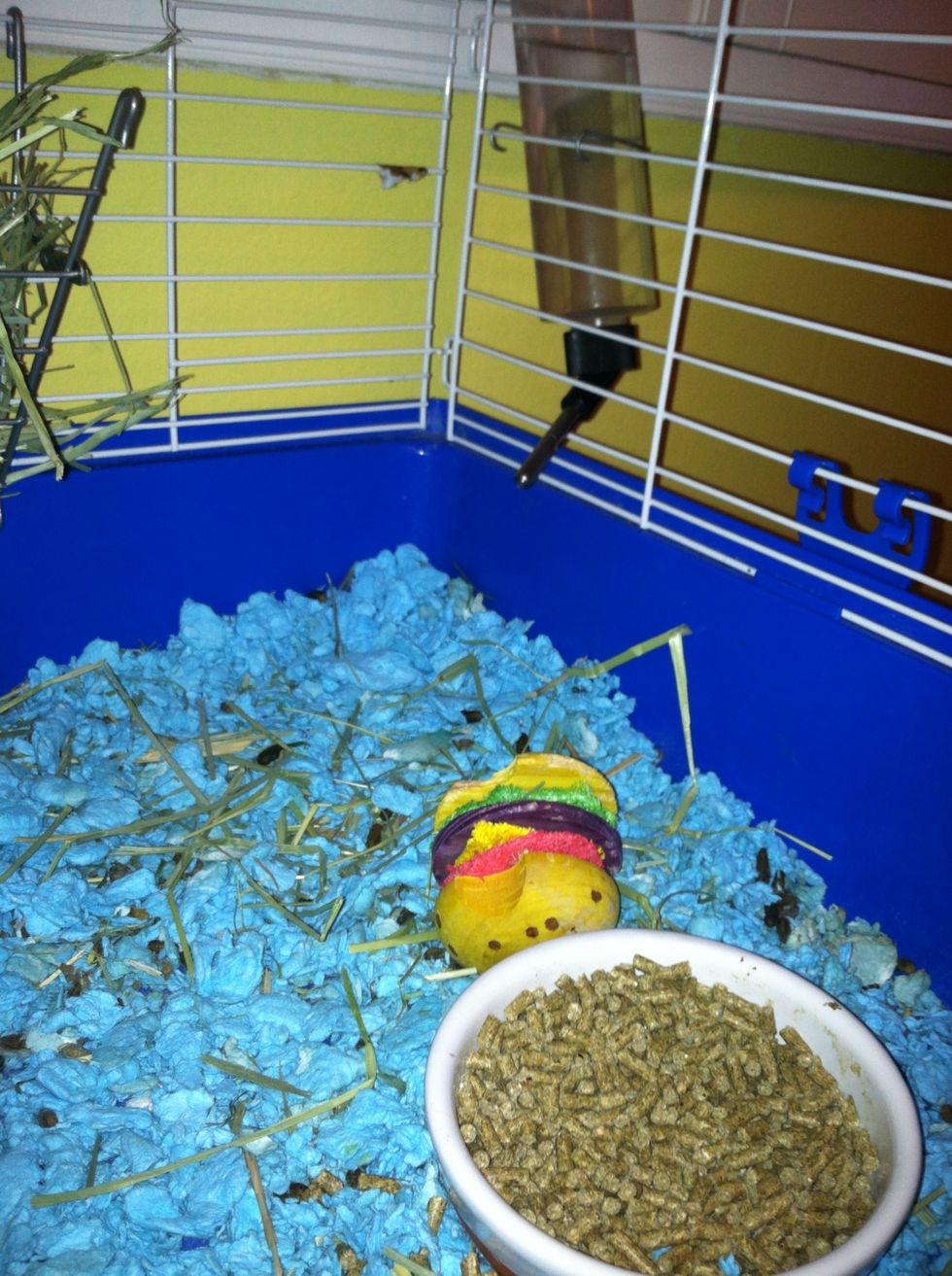 Food and water! (and one of his chew toys) (excuse the mess! I hadn't cleaned out his cage yet!)