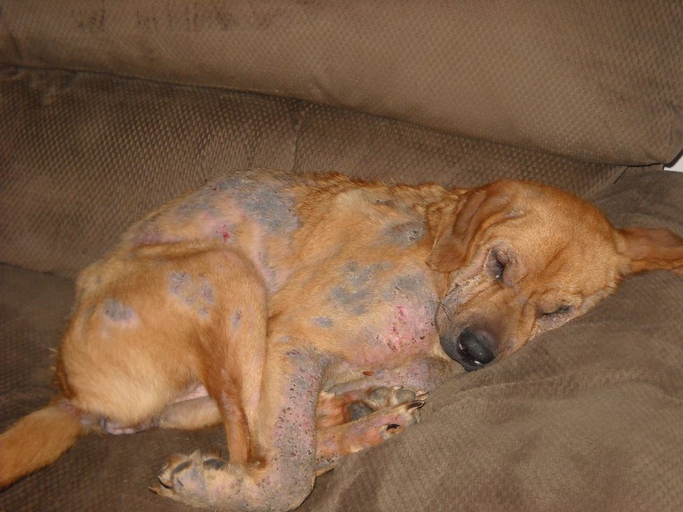 Food Prevention : Mange can be prevented by giving dogs food and vitamins rich with anti-oxidants. This will be helpful to improve dogs immune system.