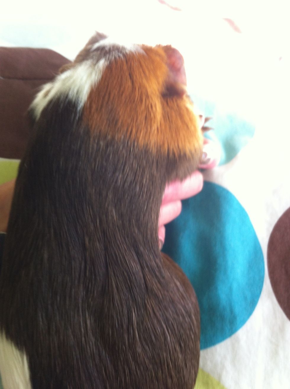 For the left side go under neath the guinea pig and grab the left foot and clip.