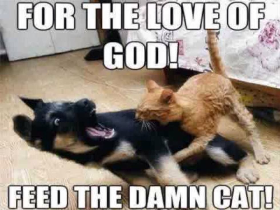 For the love of God!\n\nFeed the damn cat!