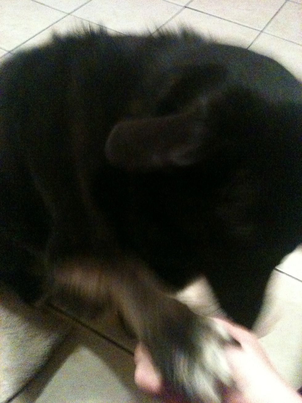 For the paw! Once your dog tries his paws to get the treat from you, give him the treat.