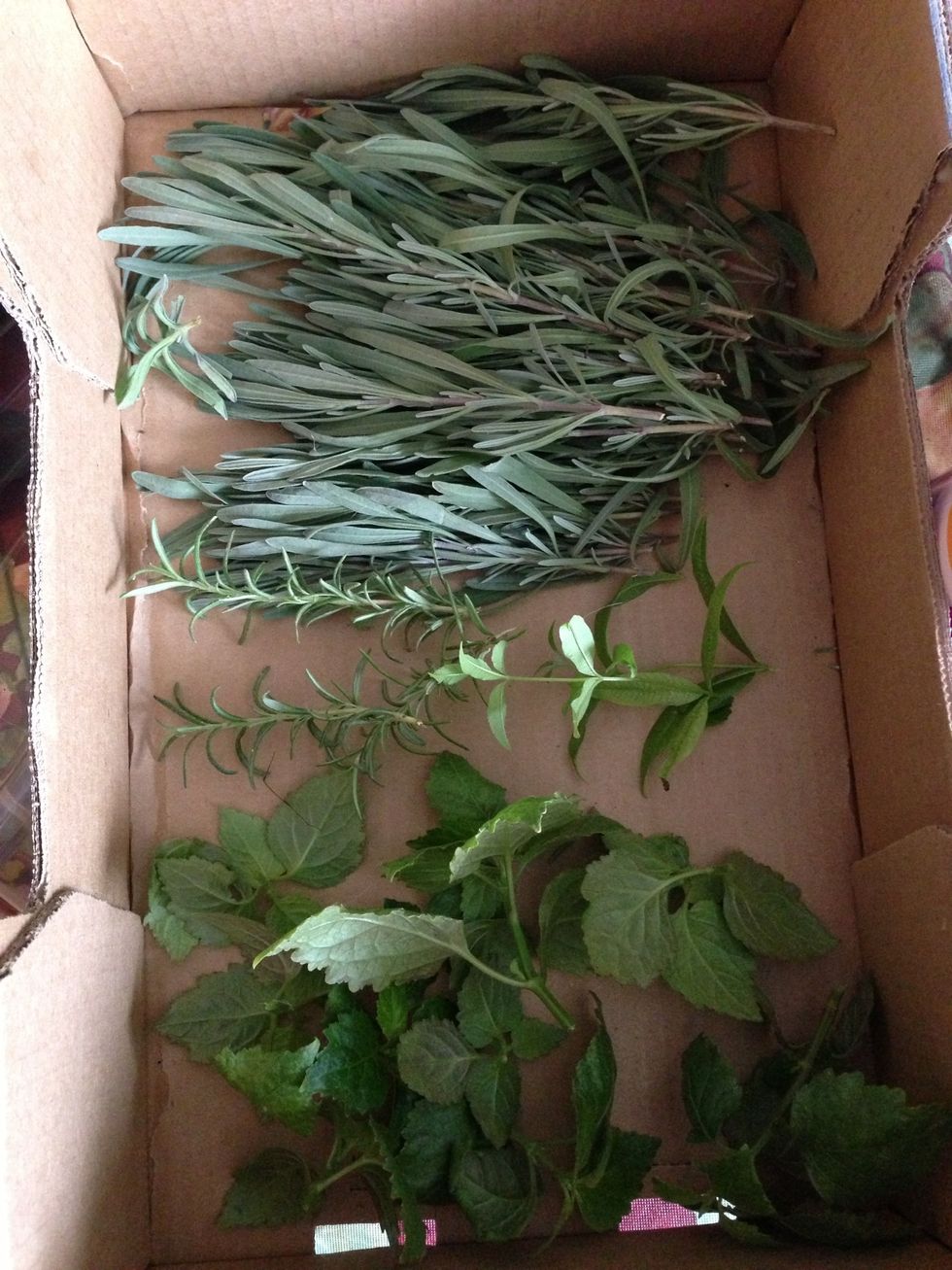 For this batch, I chose lavender, patchouli, lemon verbena and rosemary from my garden.