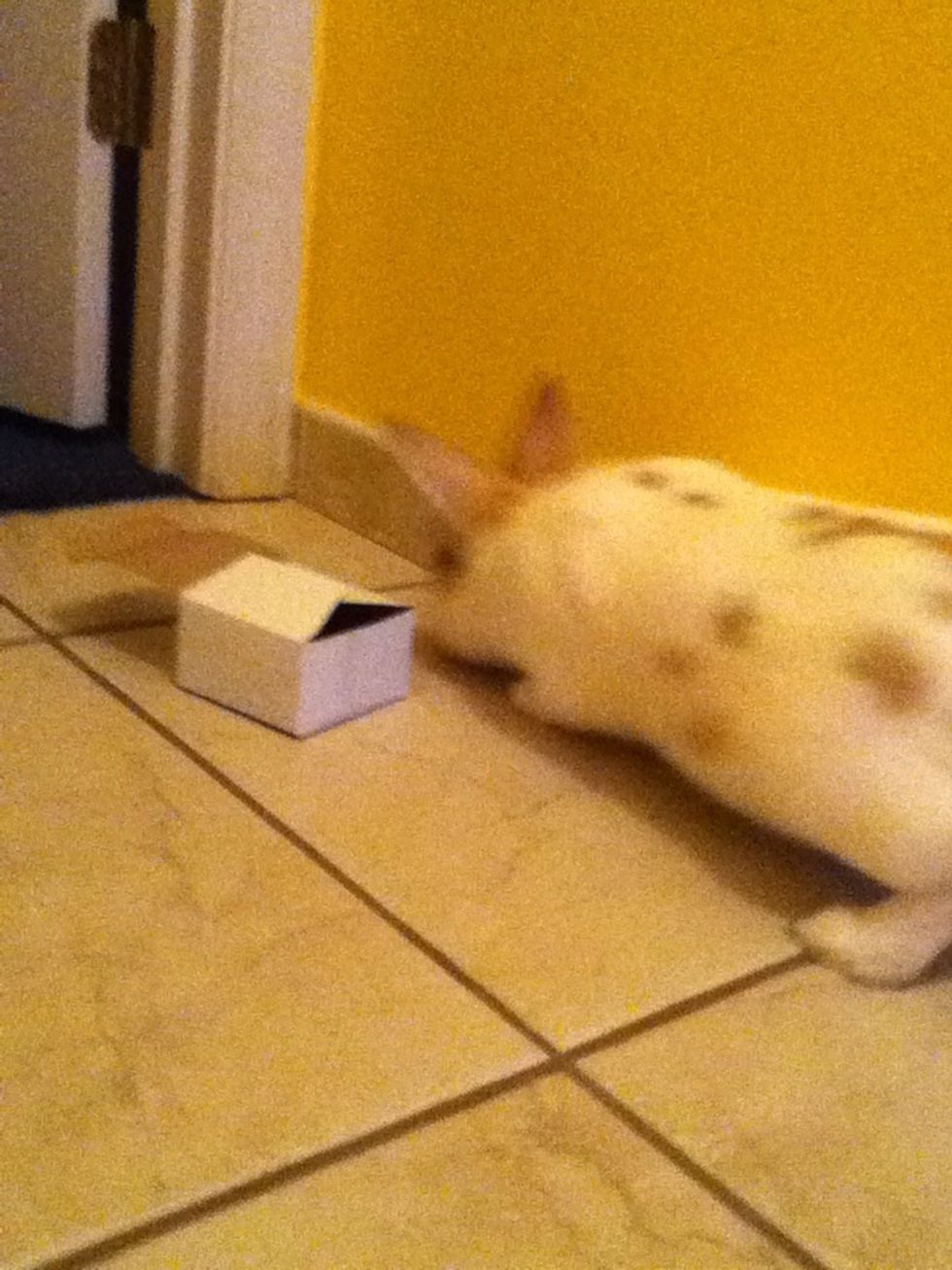 For this other trick (find the hidden treats in box) you want to hide a treat in the box and semi close it so the rabbit can sniff it's way to the box.