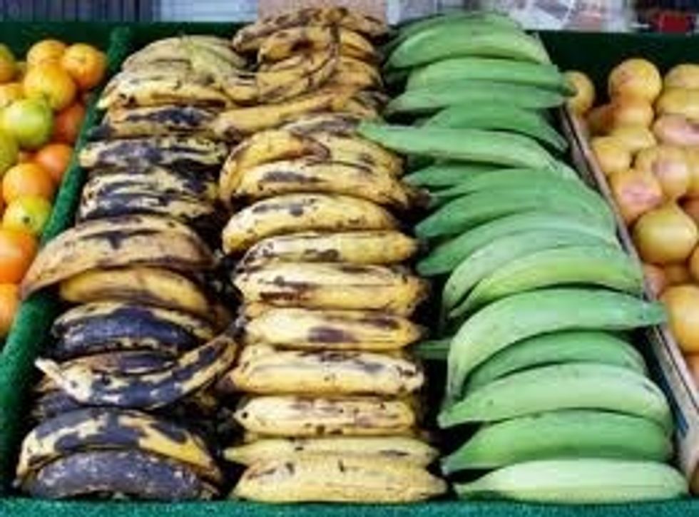 For this recipe you want green plantains (pictured on the right). Not yellow or black ones (though those can be used for other recipes such as Cuban platanos maduros). Again, you want very green ones.