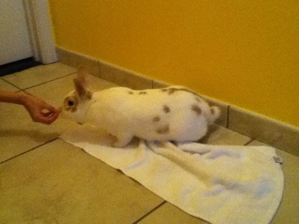 For this trick (follow you) you want to kind of wave the treat in front of him to get his attention then make them follow you to get it.