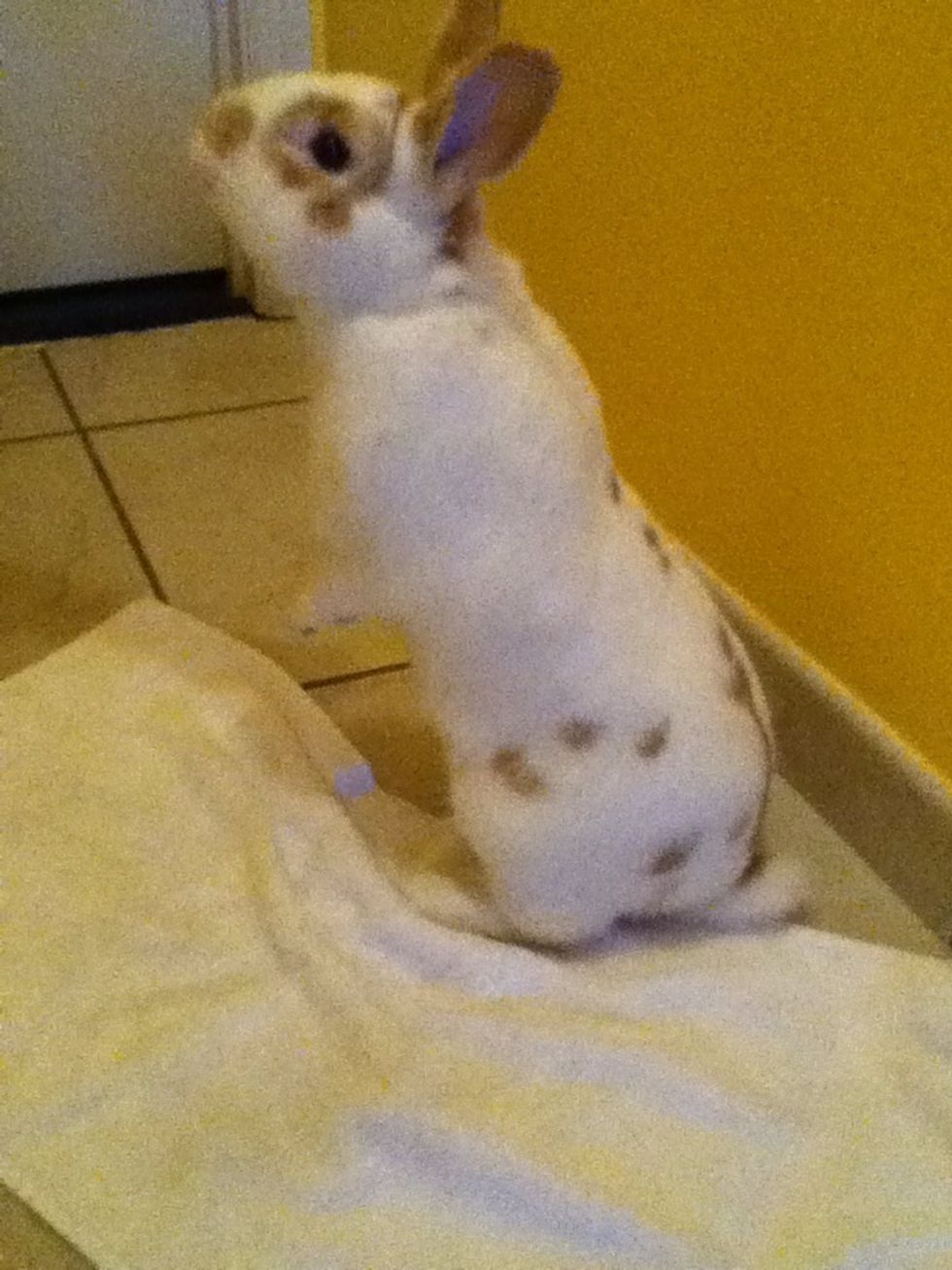 For this trick you want to be holding the treat in one hand and have them take a sniff or a bite so they get a taste and want to cooperate with you.(sorry about the picture, click for a better view)