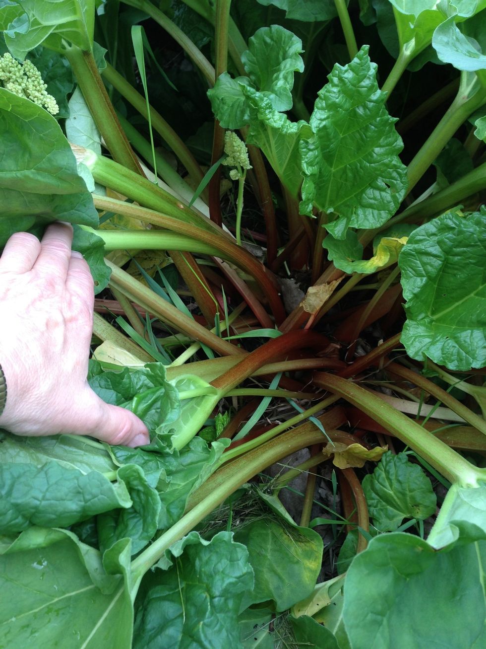 Fresh Rhubarb is an easy perennial to grow. You simply pull the stalks for your use. My husband makes delicious wine from it too!