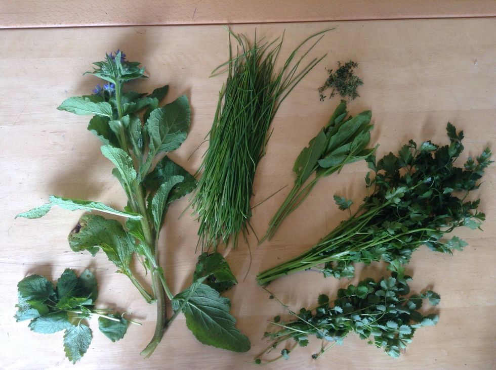 From left to right: lemon balm, borage, chives, thyme, sorrel, parsley, pimpernel.