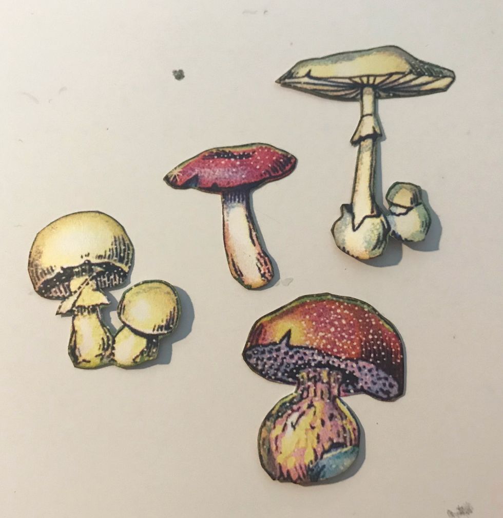 From the Tiny Toadstools paper, fussy cut out 4 toadstools out. Ink the edges of the images using Vintage Photo Distress Ink.