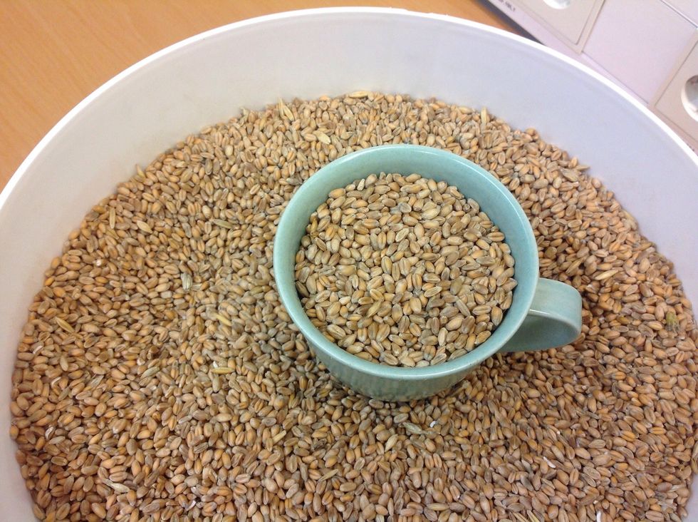 Fyll upp en mugg med vetekorn - s\u00e5 mycket som bilden visar.