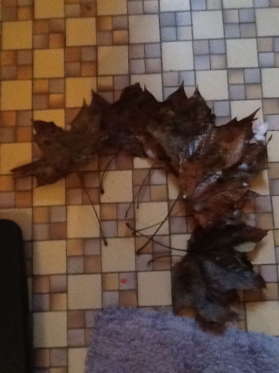 Gather some nice leaves