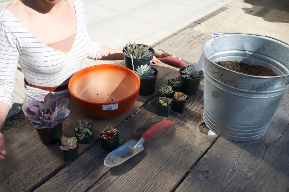 Gather your ingredients: an assortment of succulents in various sizes, colors and textures, medium sized pot (low, shallow bowls tend to look best), cactus/succulent soil, trowel and decorative rocks.