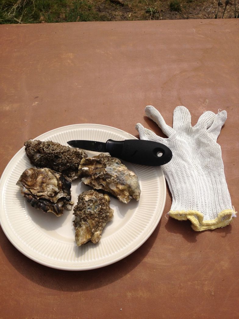 Oyster Shucking Gloves to Shuck Oysters Safely & Quickly