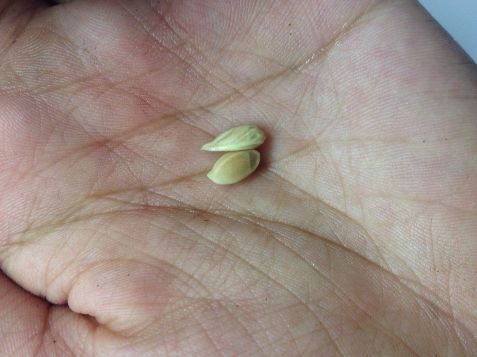 Gather your seeds, being careful not to take the seeds that have been cut by the knife