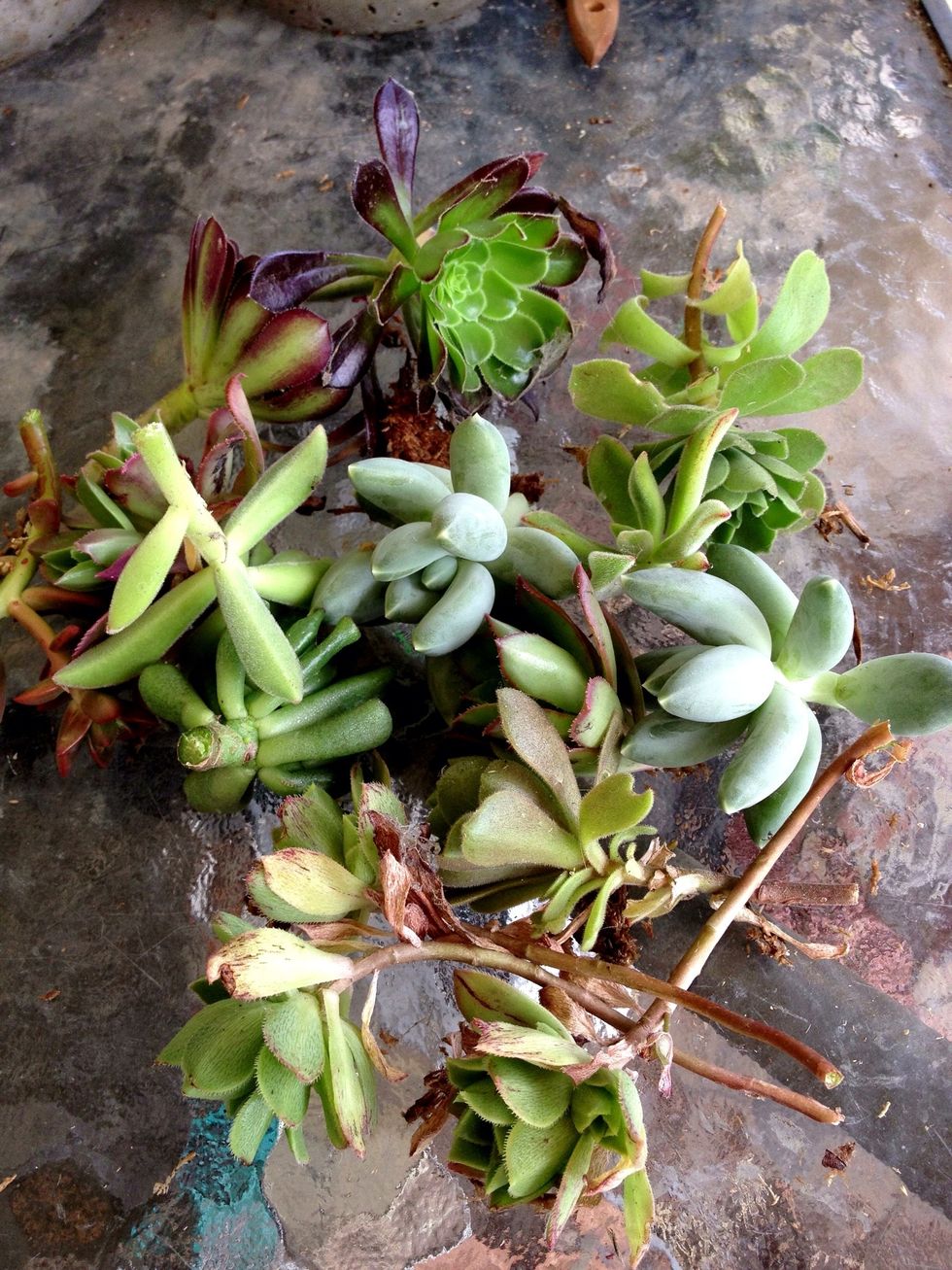 Gather your succulent cuttings.