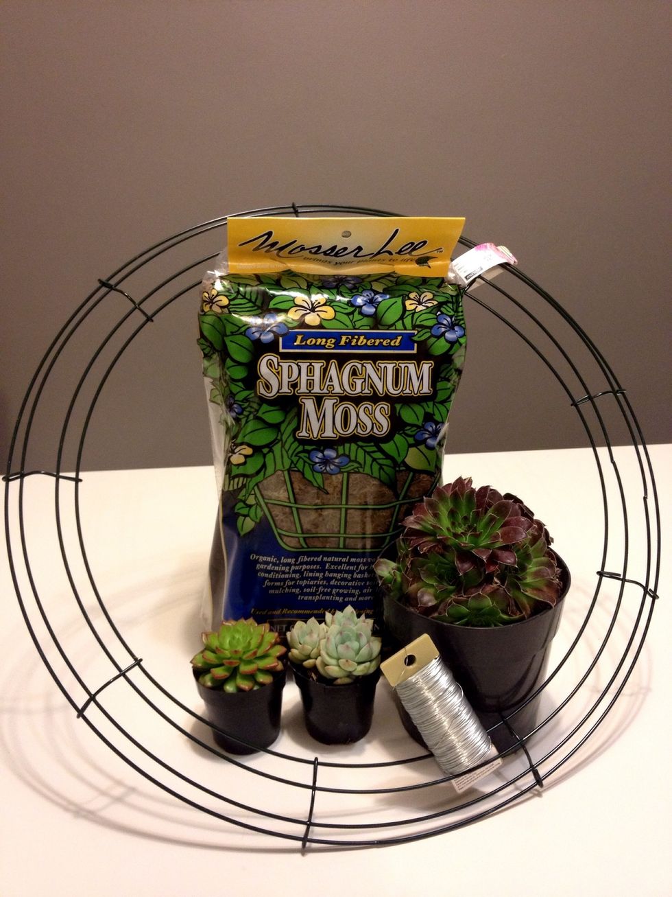 Gather your supplies. I picked up a few new plants that I was eyeing at the store.