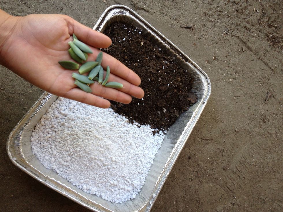 How to propagate from succulent leaf cuttings B+C Guides