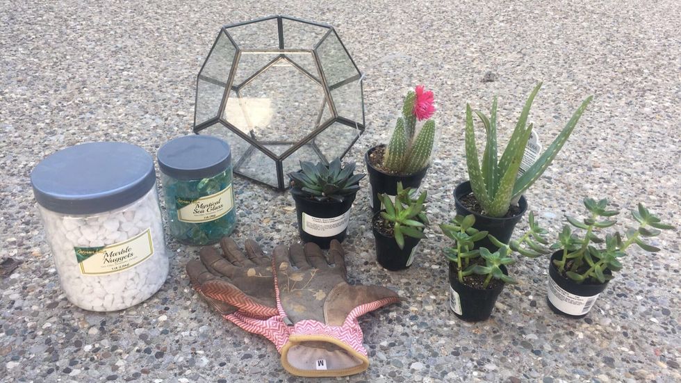 Gather your supplies. You will need the following: An assortment of succulent plants, protective garden gloves,  glass pot or container, and at least two kinds/colors of rocks.