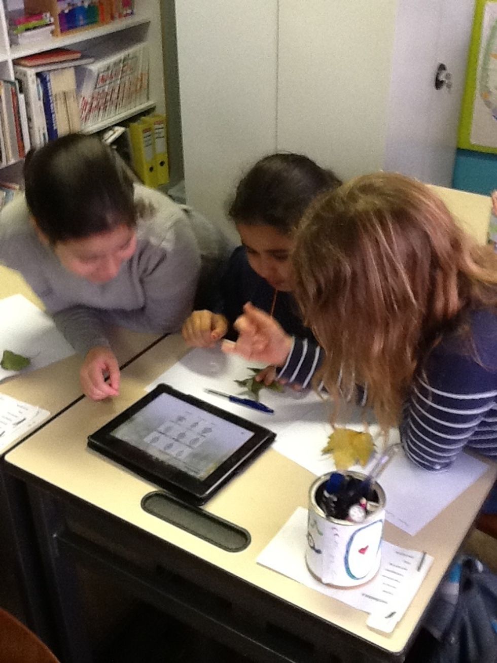 Gekarteld, gezaagd of getand