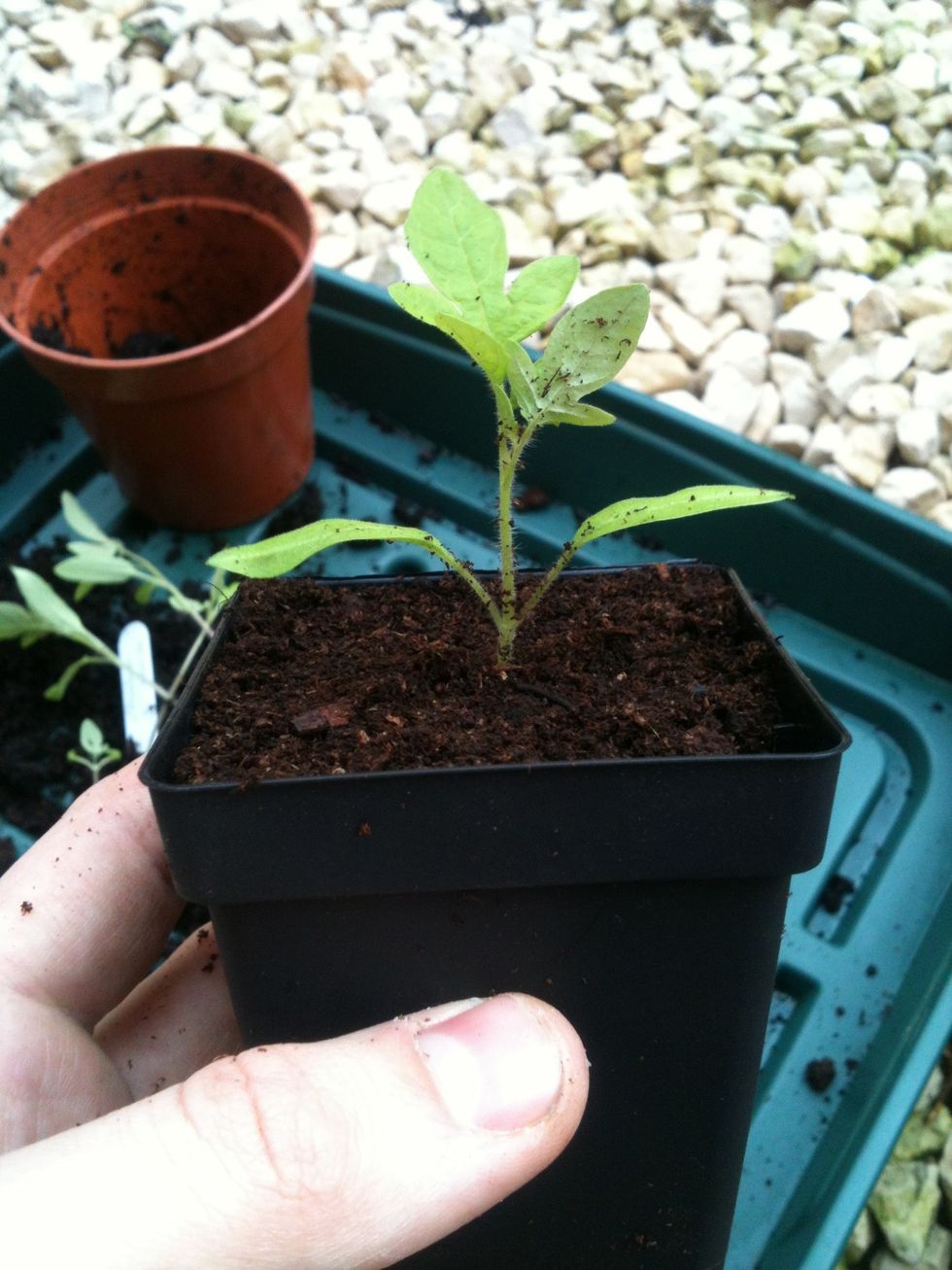 Gently firm the compost and top with more if you need to. Plant tomato seedlings quite deeply (covering the whole stem up to the bottom set of leaves), as new roots will grow out of the stem.