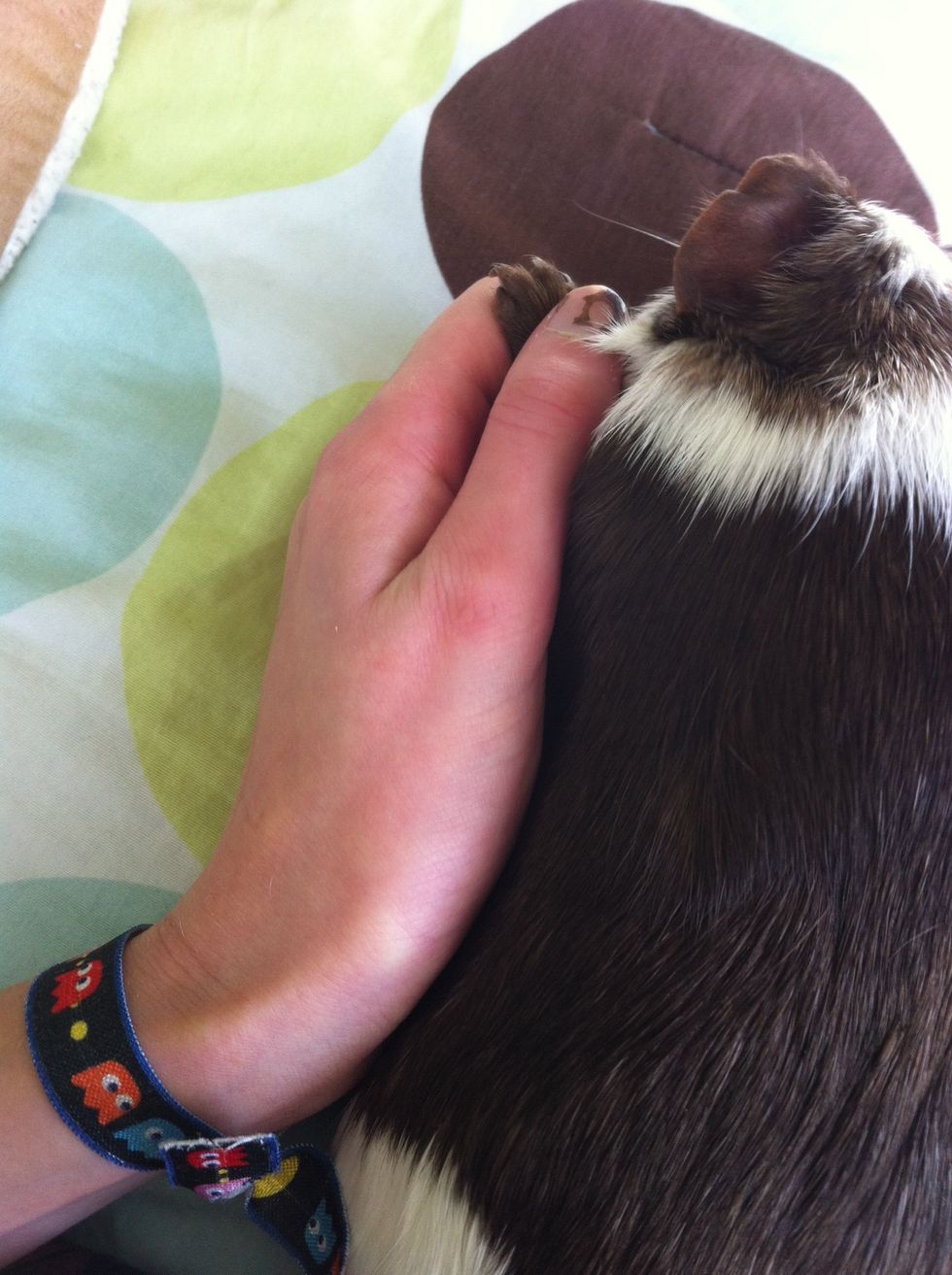 Gently grab a foot and raise it up. Have a firm grasp, and clip a nail.