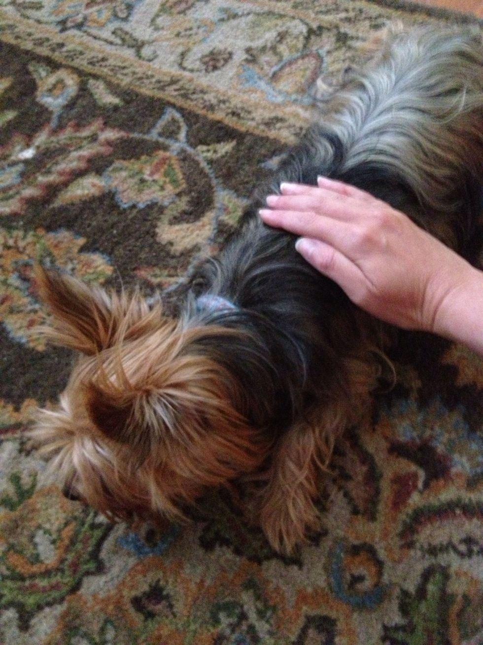 Gently hold your dog to the ground when they get the treat. Say "lie down" with great enthusiasm. Praise them excessively.