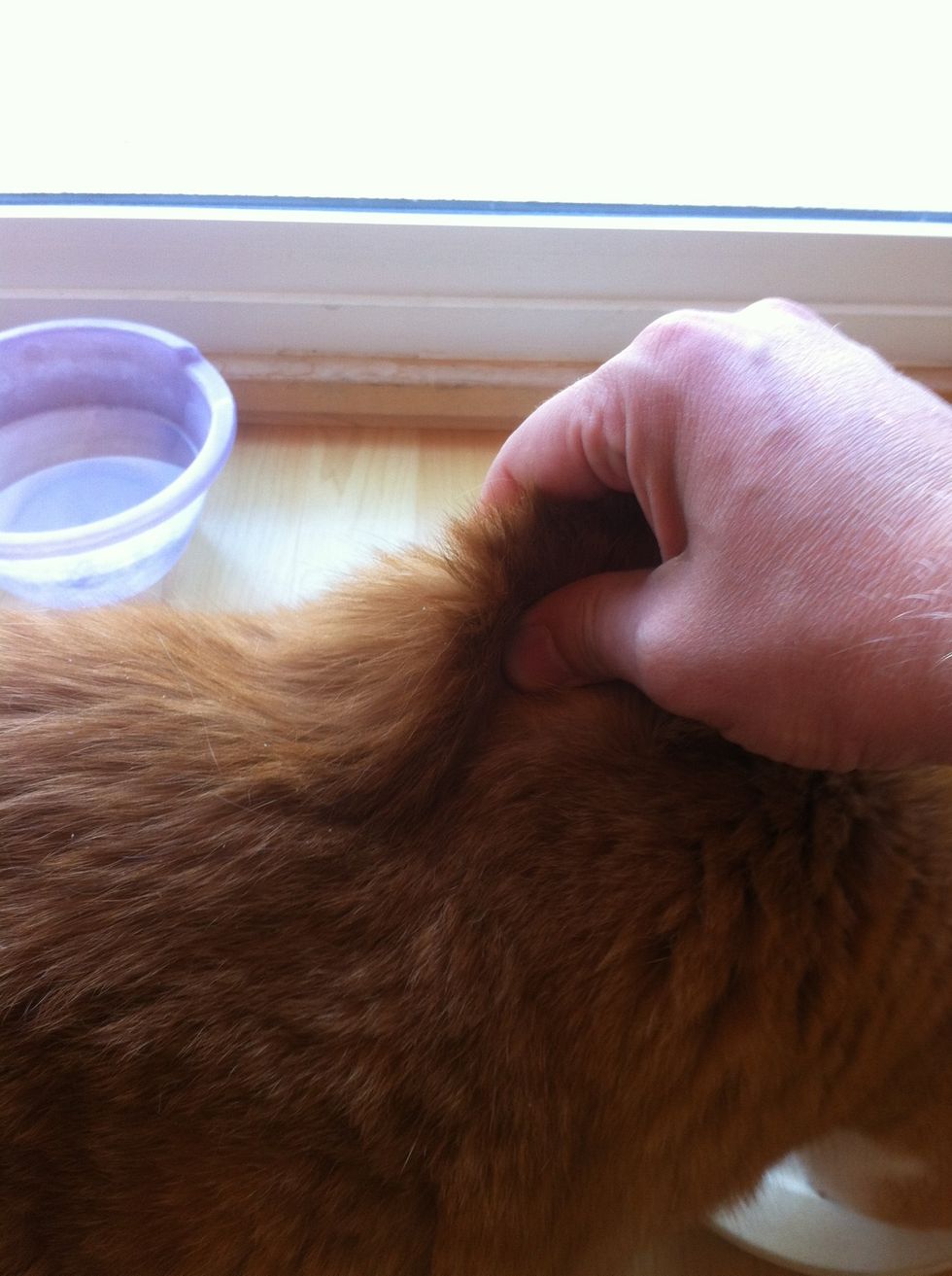 gently lift the loose skin on the scruff and make a small tent with your fingers. This is where the injection goes