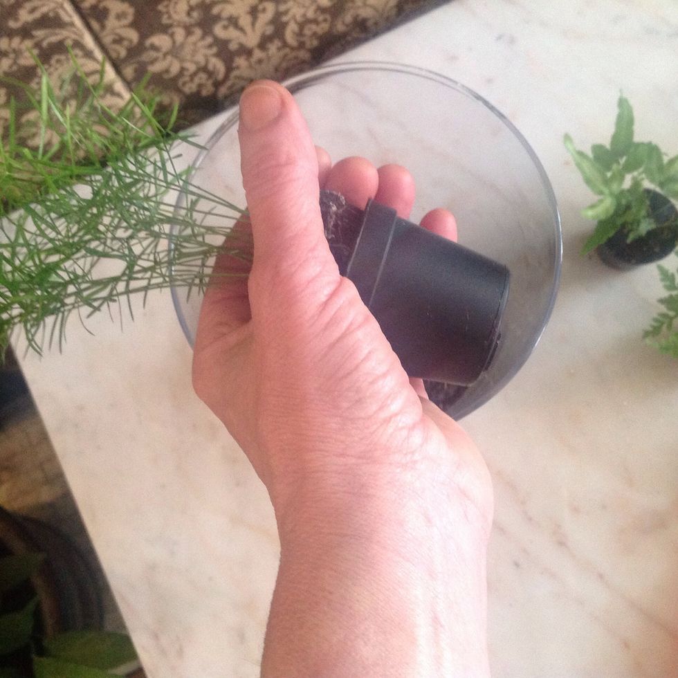 Gently loosen your plants from the pot by rolling the pot around in your fingers. Never pull by the plant to release it.