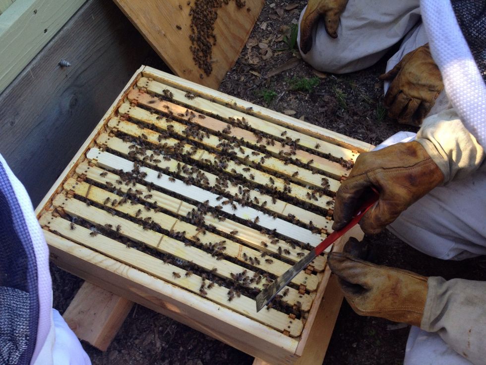 Gently pry open the slats. You may need to carefully cut crosscomb (comb connected between the trays) to free up the slat for removal and inspection