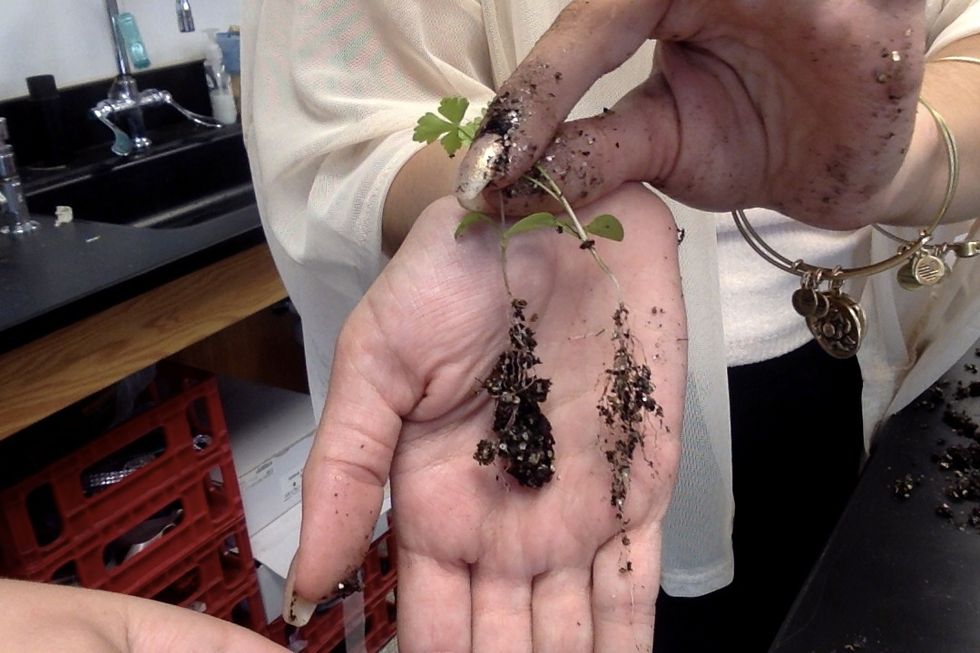 Gently separate each plant from the others