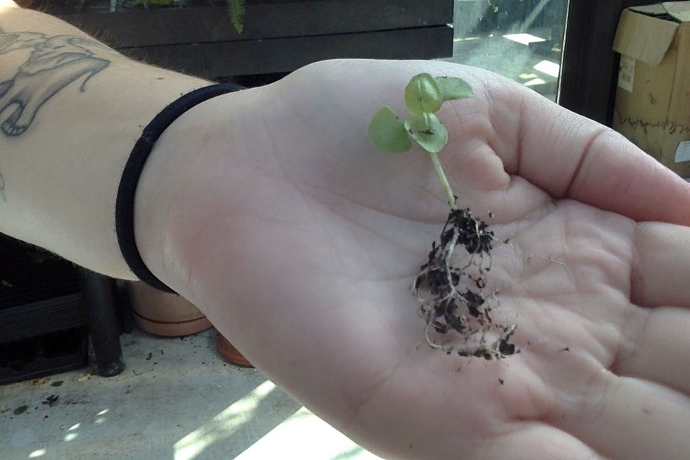 Gently separate soil from roots