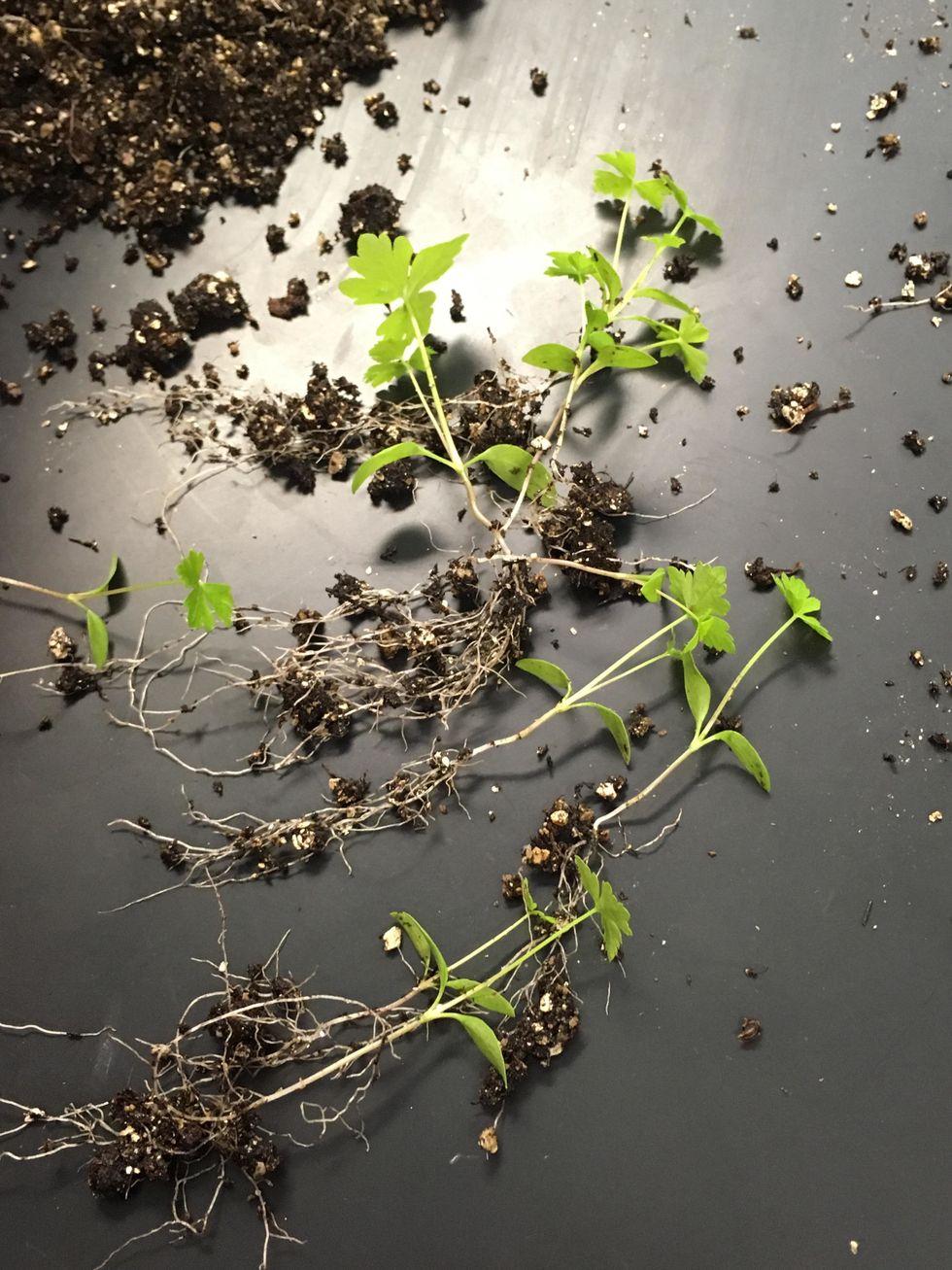 Gently separate the dirt from the roots