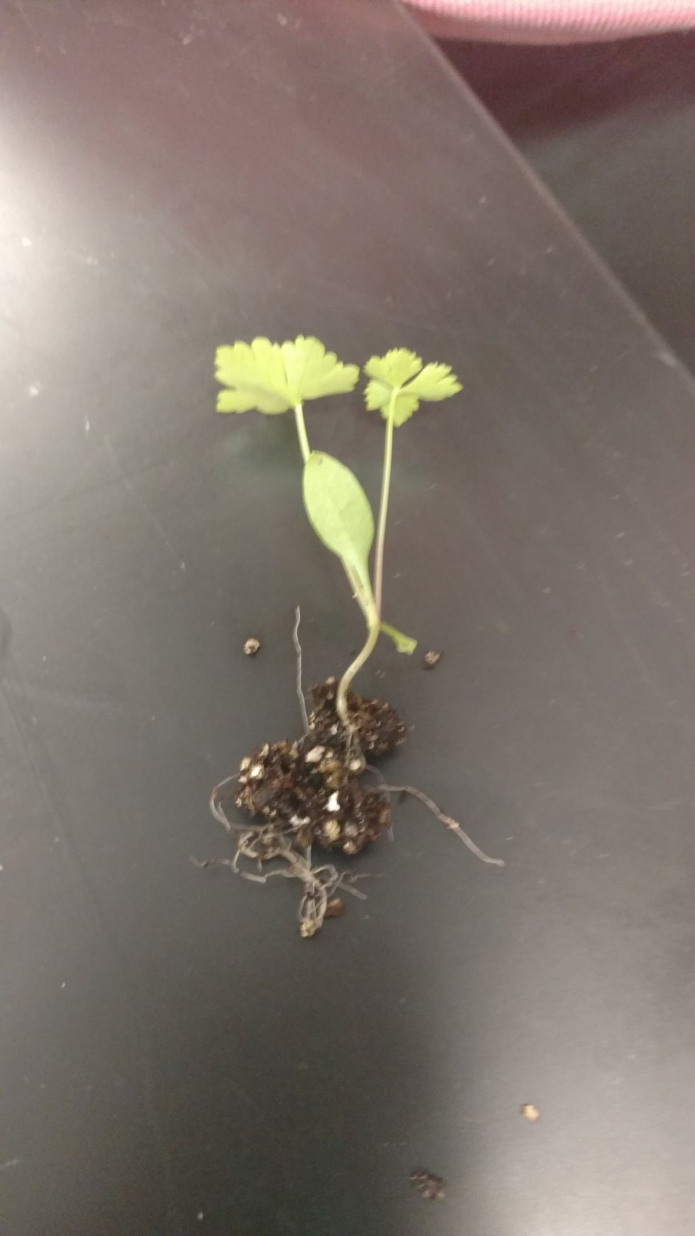 gently separate the soil from the roots