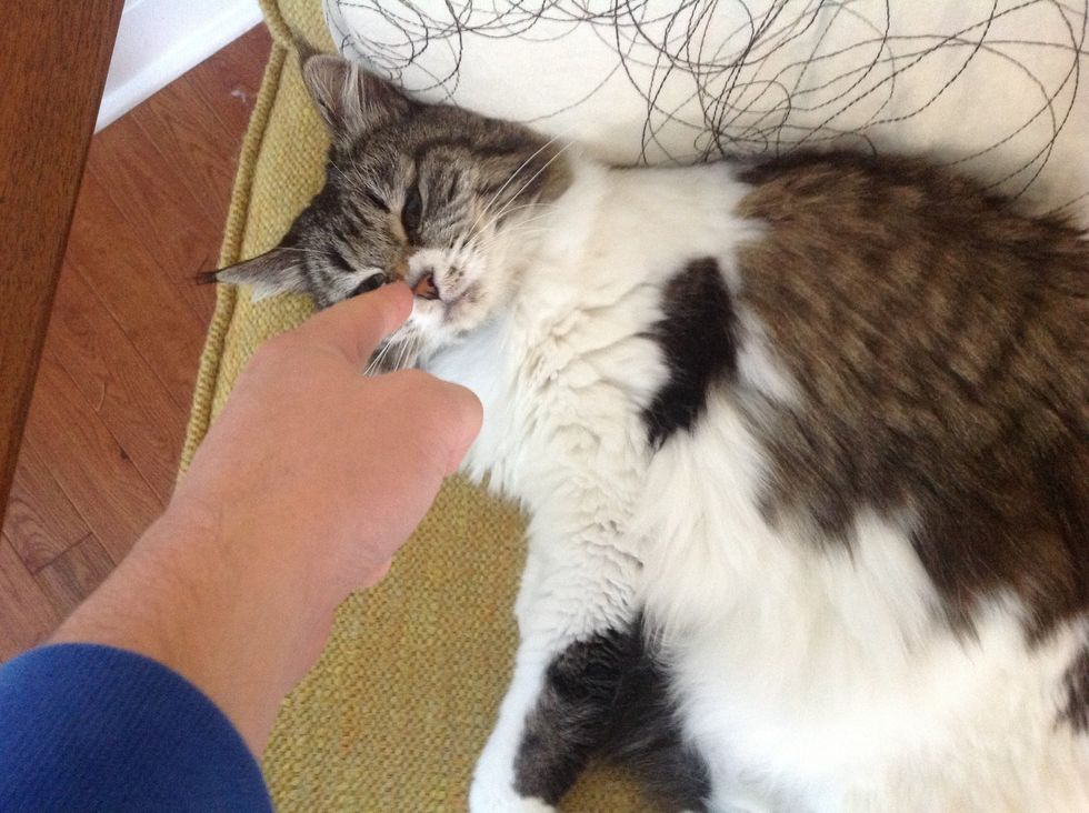 Gesture at cat