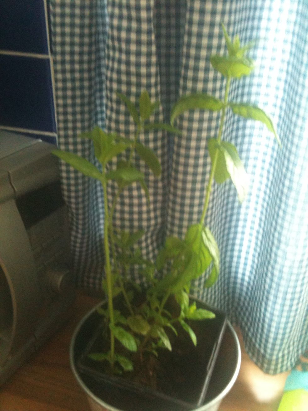Get a couple of mint leaves, fresh mint is best of course, I can thank my friend Cathy for this lil' beauty!