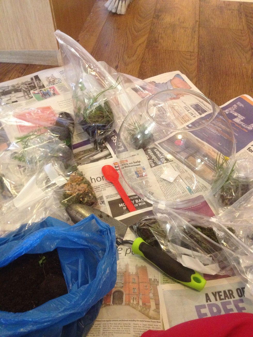 Get all the things you'll need and place on newspaper on the floor! All the plants we collected are in baggies for easy transport from the park