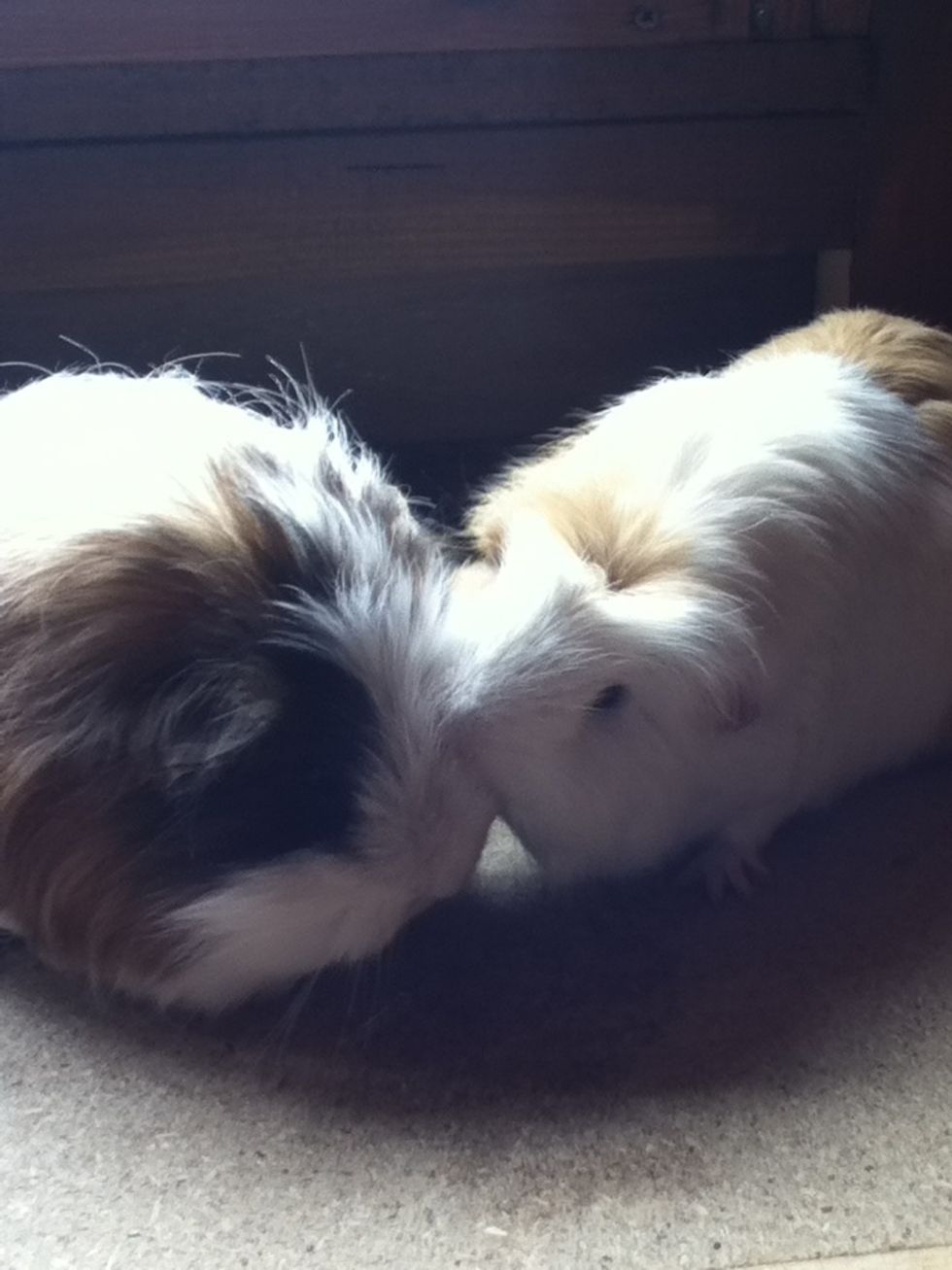 Get guinea pig husband (if you have one!) to do the bits around the face and ears