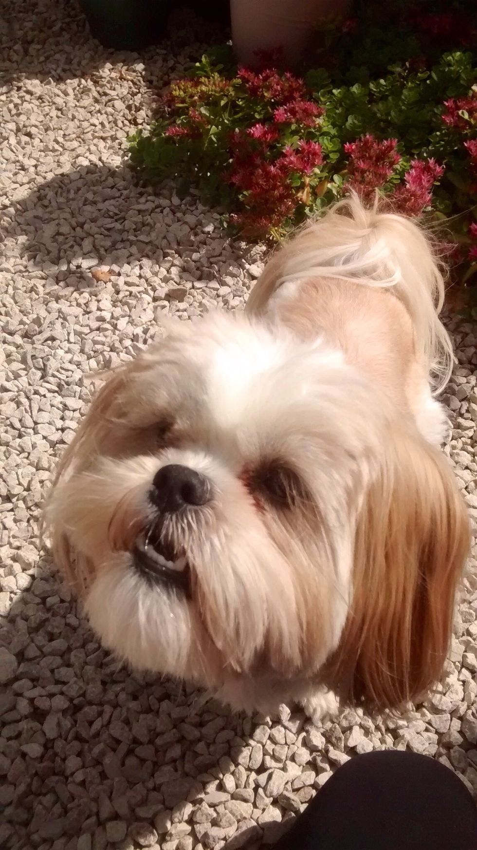 Get onto your dog's level and use a treat to get their attention.