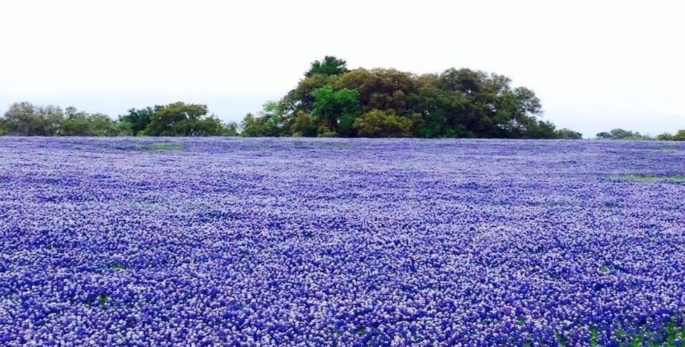 Get out your Ninja high-speed blender and your frozen cherries, cocoa powder, PB2 and frozen bananas.