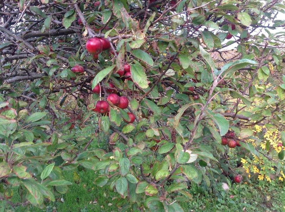 Get some Fresh Apples from your tree in your garden :-)