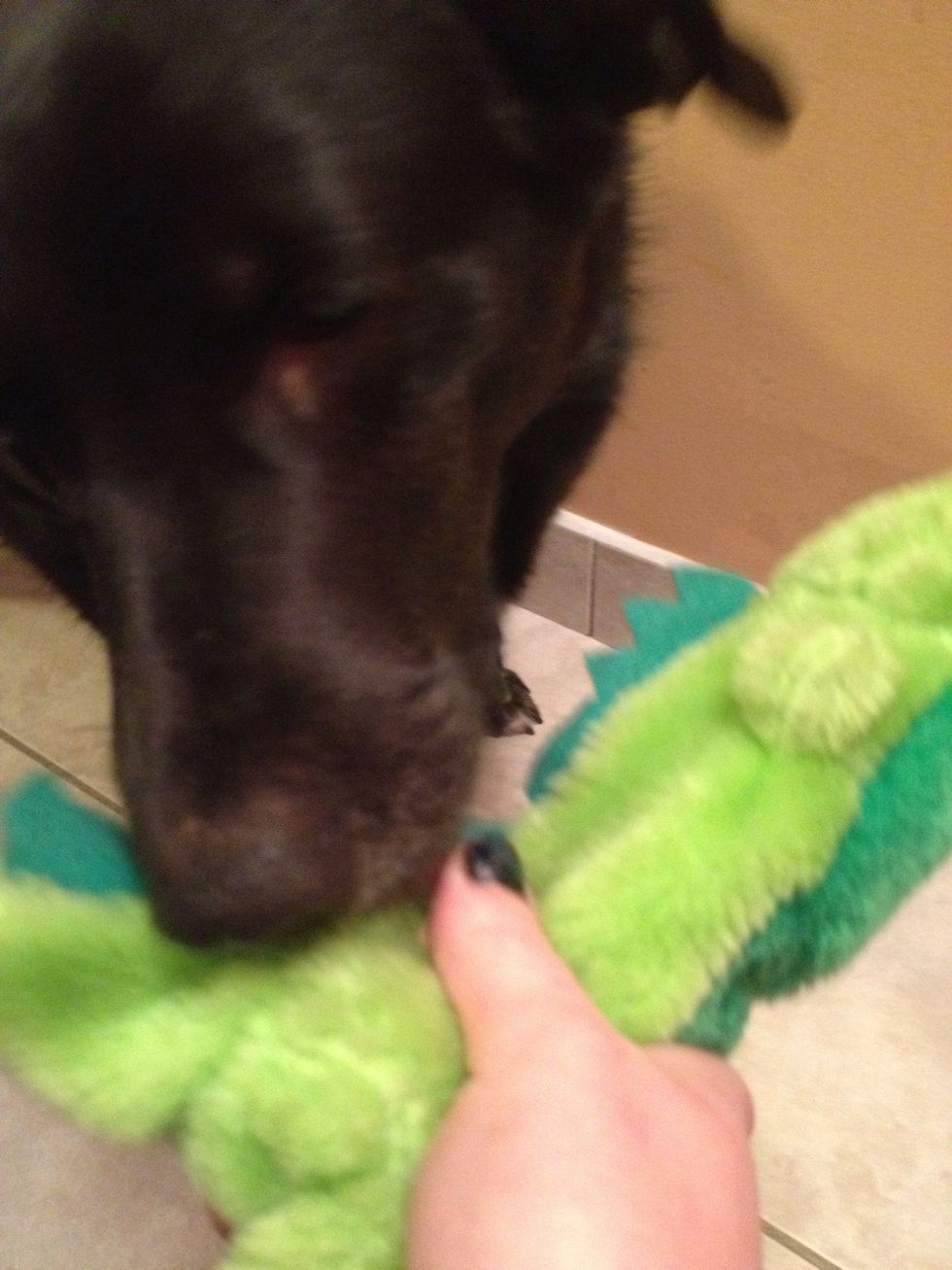 Get the dog to approach the item. If they stiff it, give a treat.