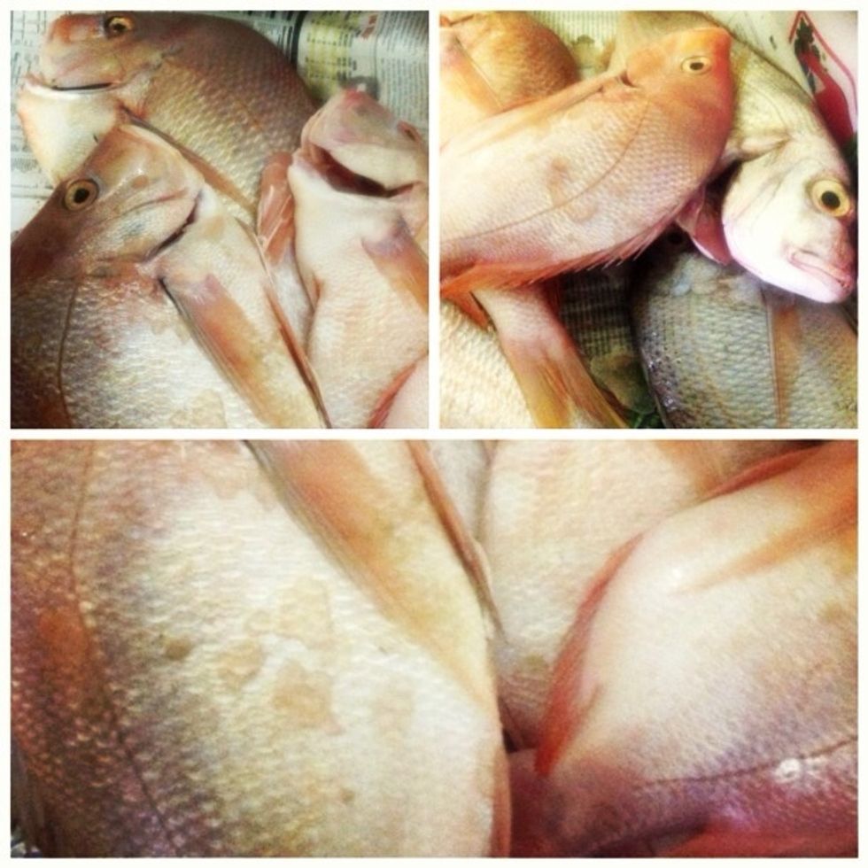 Get the fish of your choice, gut it and clean the inside but do not scale the fish, it is important to leave the scales on.