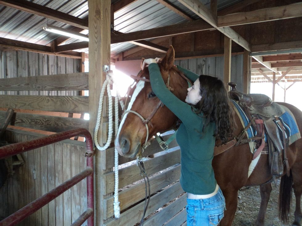 Get the hackamore (bridle) and fit the horses head through it. Bend the ears back to get the hackamore in place behind the ears.