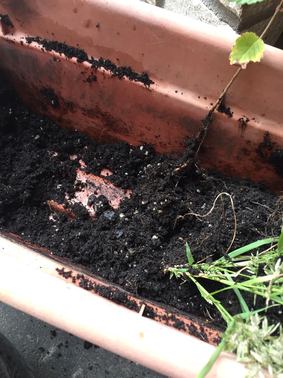 Get the plants you want MAKE SURE TO GET ALL THE ROOTS OUT OF THE SOIL