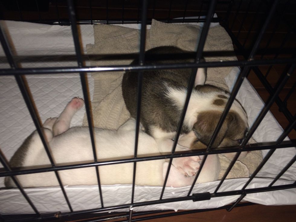 Get them used to sleeping and spending time in their crate.
